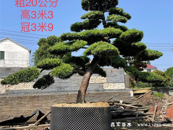 罗汉松