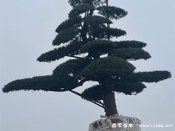 罗汉松