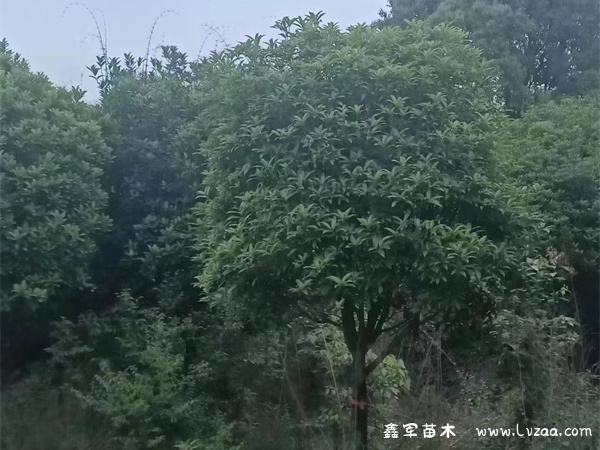 金桂银桂丹桂四季桂哪个最香