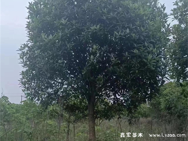 金桂和丹桂的区别