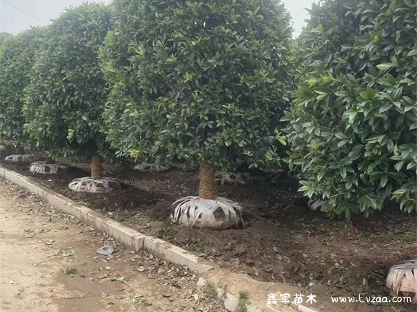 桂花树丹桂好还是金桂好