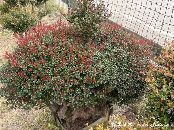 小叶赤楠