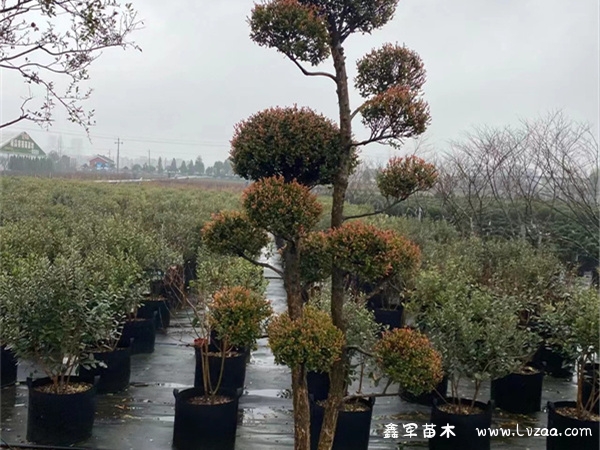 小叶赤楠