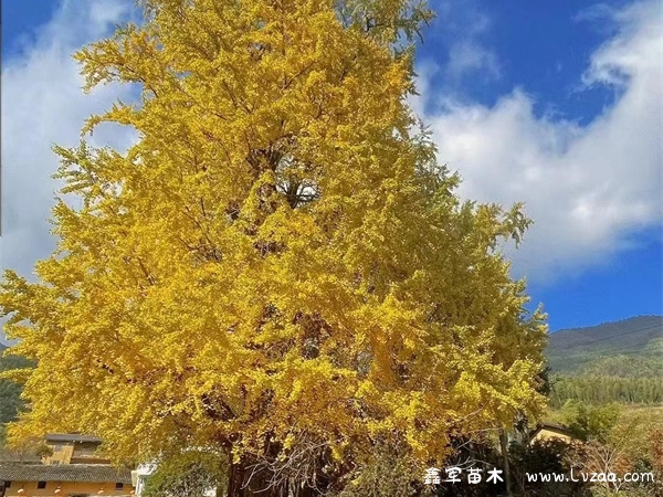 银杏树