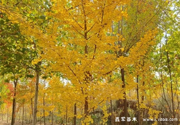 银杏树分公树和母树吗