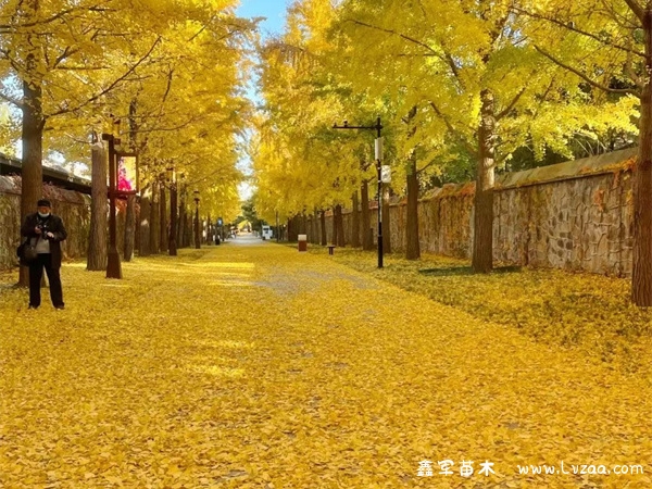 银杏树的种植方法