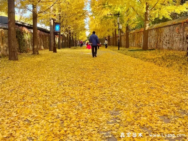 银杏树的寓意及象征