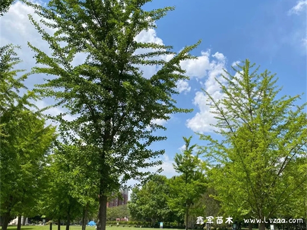 银杏树6大风水禁忌