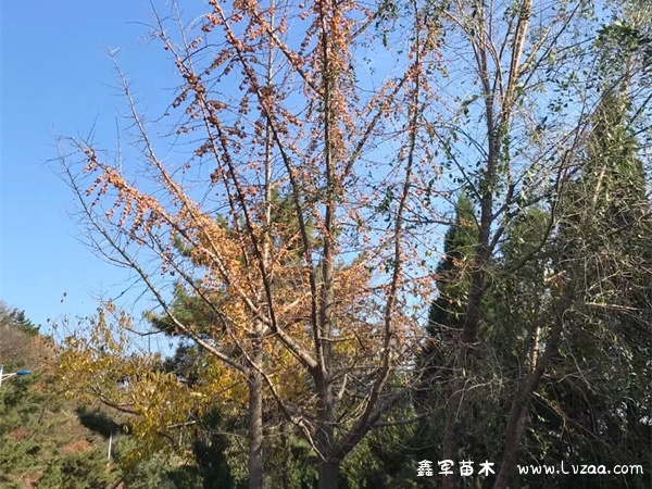 银杏树