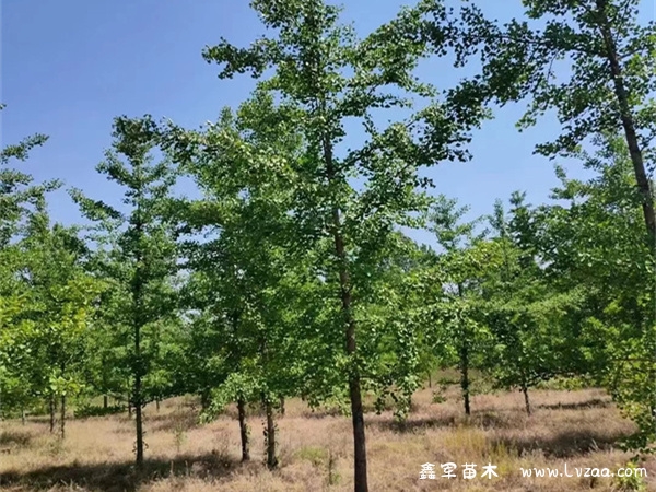 银杏树