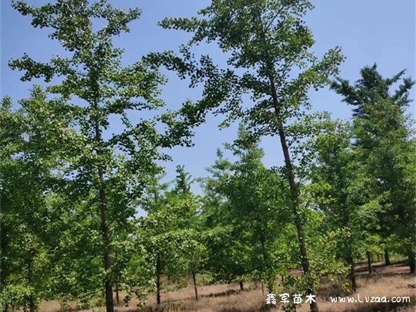 银杏树