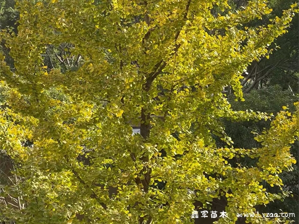 银杏树怎么种植