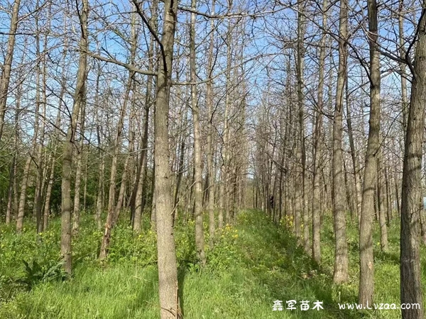 银杏树怎么种植