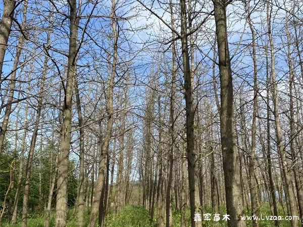 银杏树