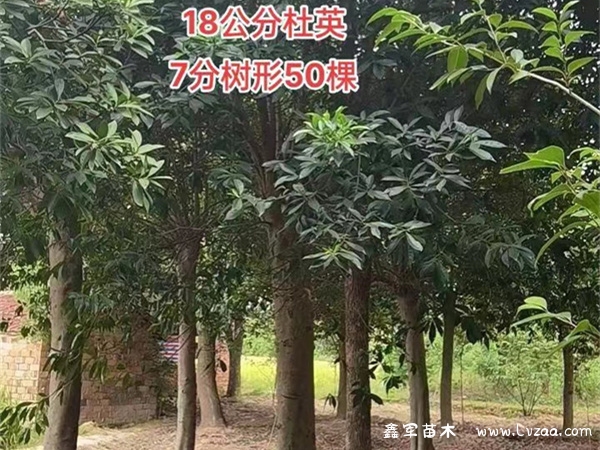 杜英
