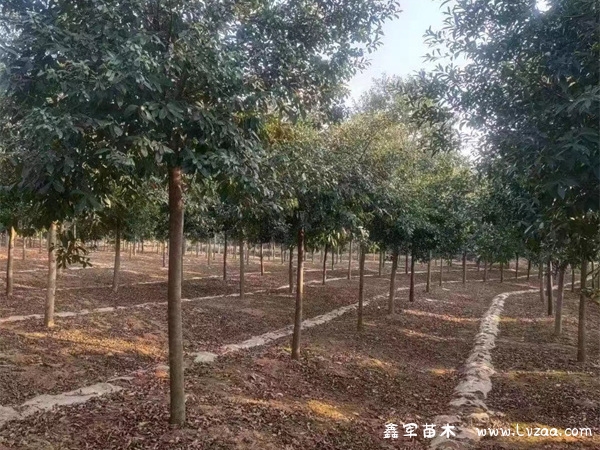 杜英树