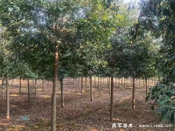 杜英树