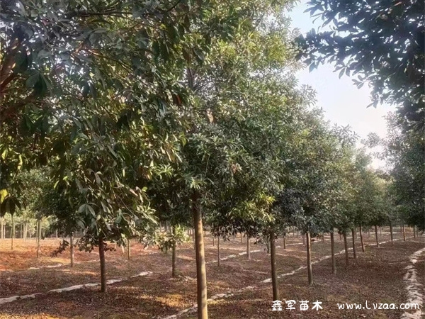 杜英树