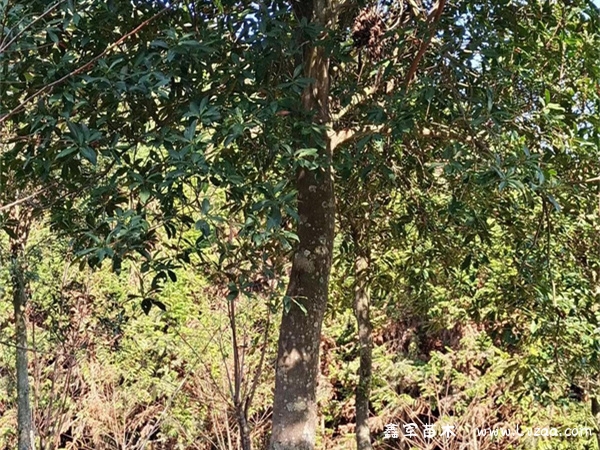 杜英树