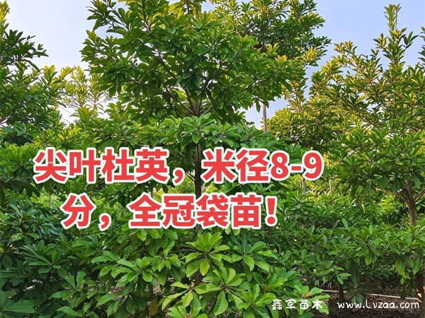 杜英