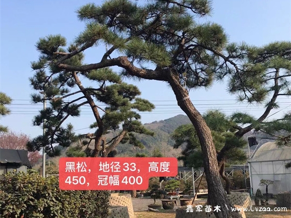 养黑松有什么寓意?