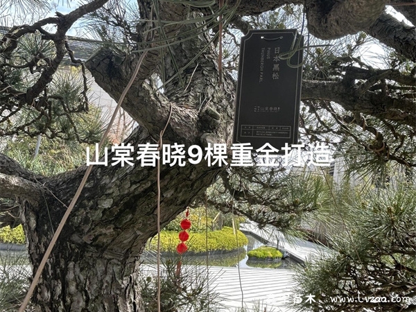 养黑松有什么寓意?