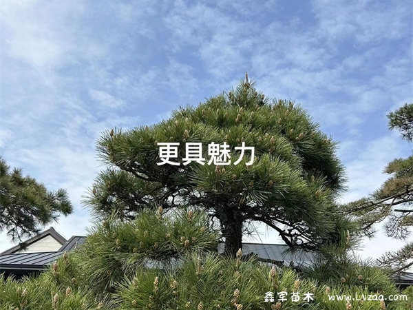 黑松小苗种十年有多大?
