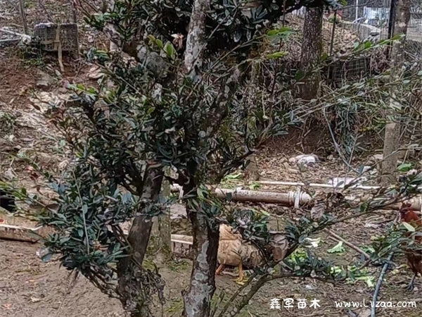蚊母树叶子上的疙瘩