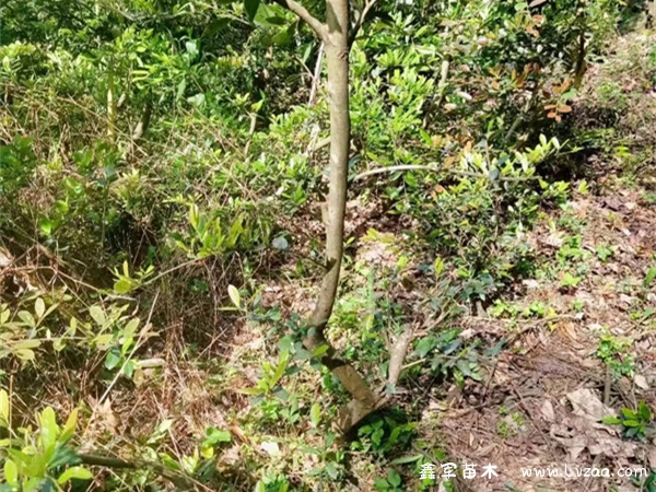 蚊母树能养家里吗?