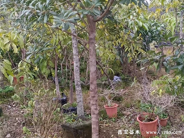 杨梅树什么时候修剪最合适?