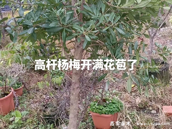 杨梅树什么时候种植最好?