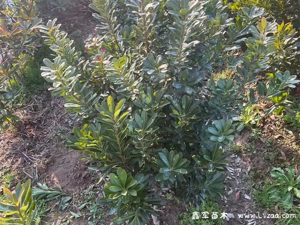 杨梅树最怕什么肥料?