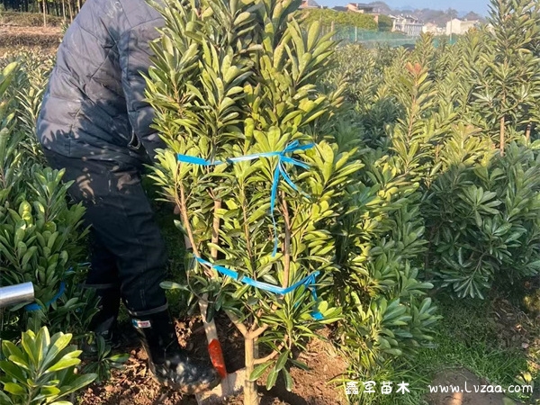 院子里可以种杨梅树吗?