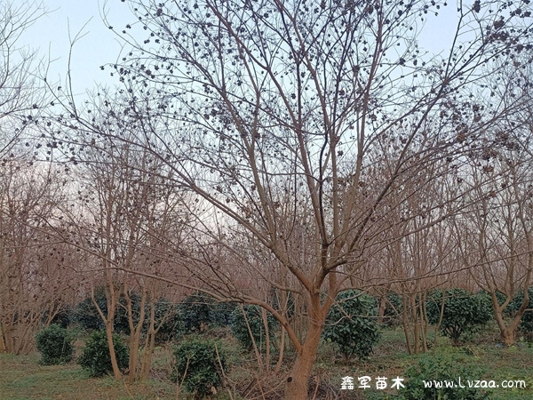 乌桕树种子能吃吗?