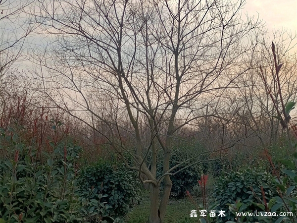 乌桕树种子能吃吗?