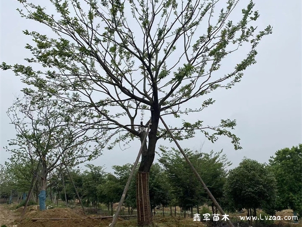 乌桕树叶的功效
