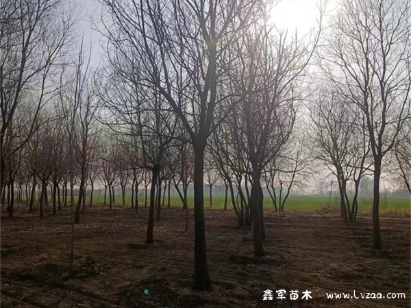 乌桕树叶的功效