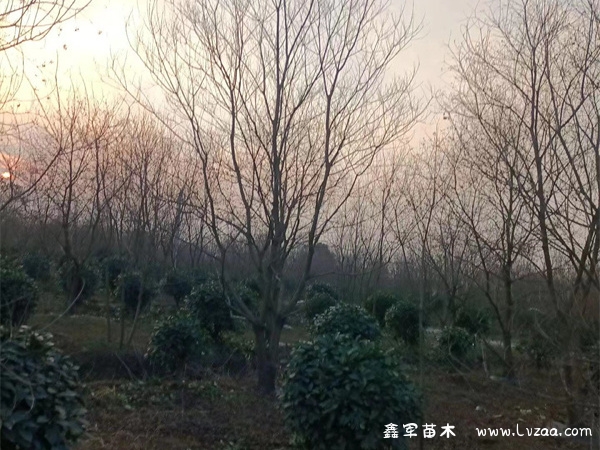 乌桕树是什么样子?