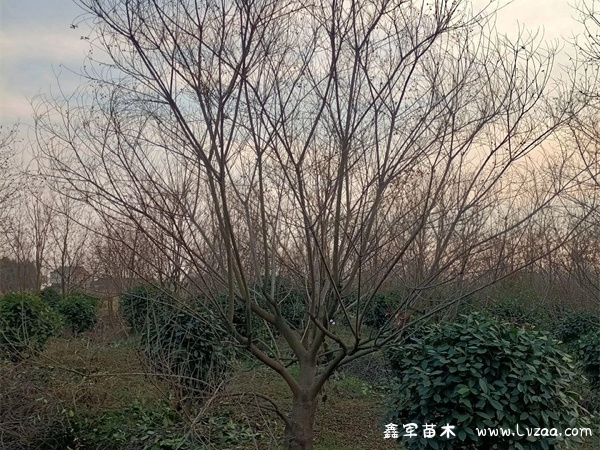 乌桕树是什么样子?
