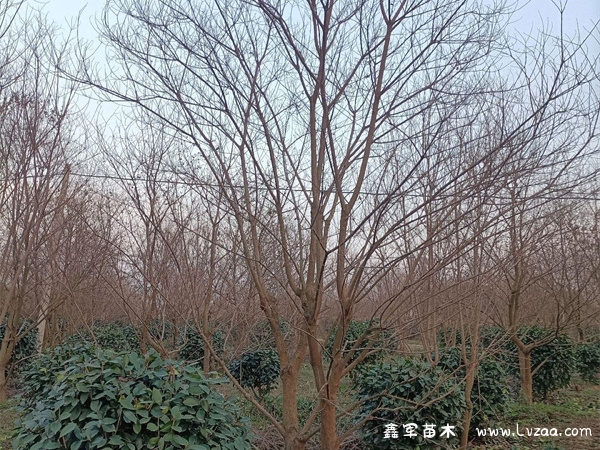 乌桕树什么时候移栽最好?
