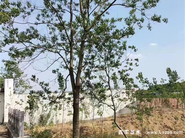 乌桕树什么时候流蜜?