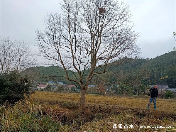 乌桕树的蜂蜜功效与作用