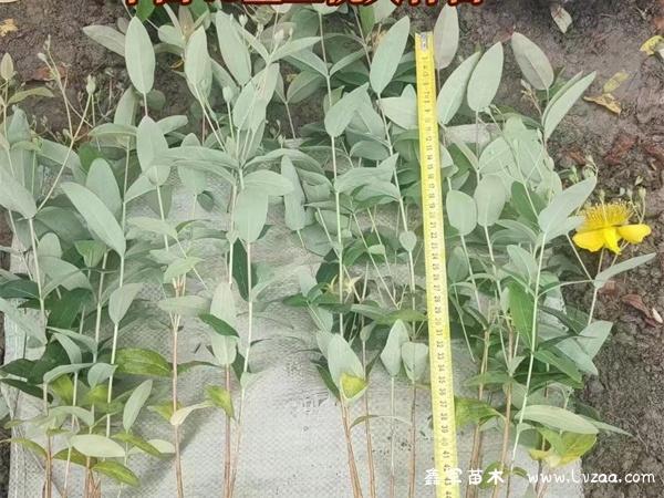 金丝桃耐寒吗?