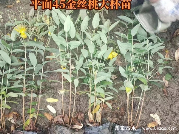 金丝桃耐寒多少度?