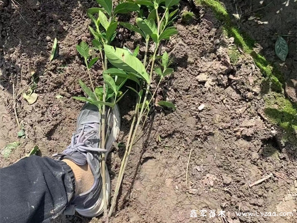 金丝桃花期久吗?