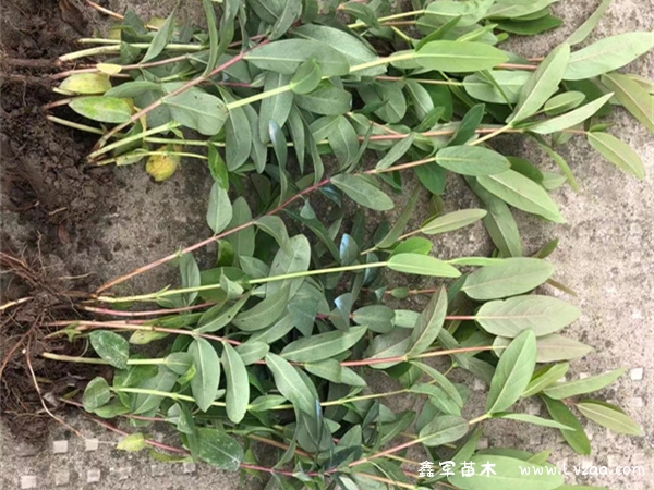 金丝桃冬天怕冻吗?
