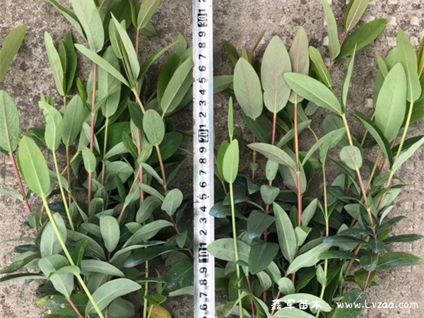 金丝桃根的功效与作用