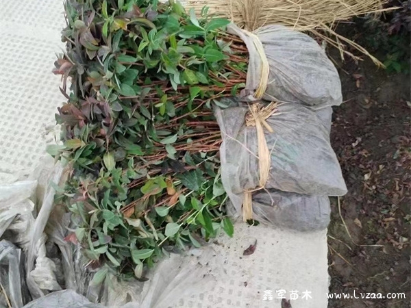 金丝桃的种植方法