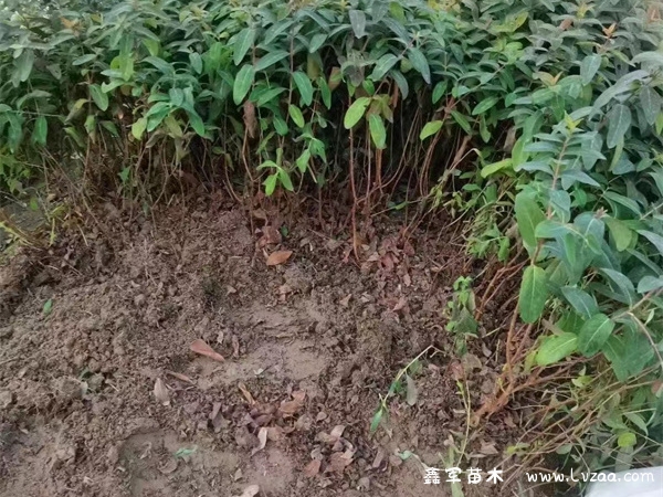金丝桃的园林用途