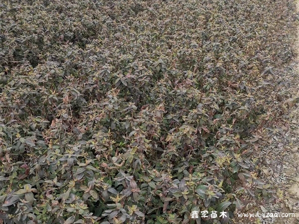 金丝桃的园林应用